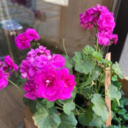 Melba Le Clos Des Ours * Matemale